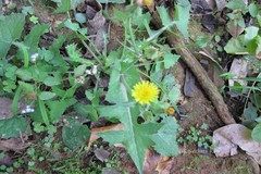 Sonchus oleraceus